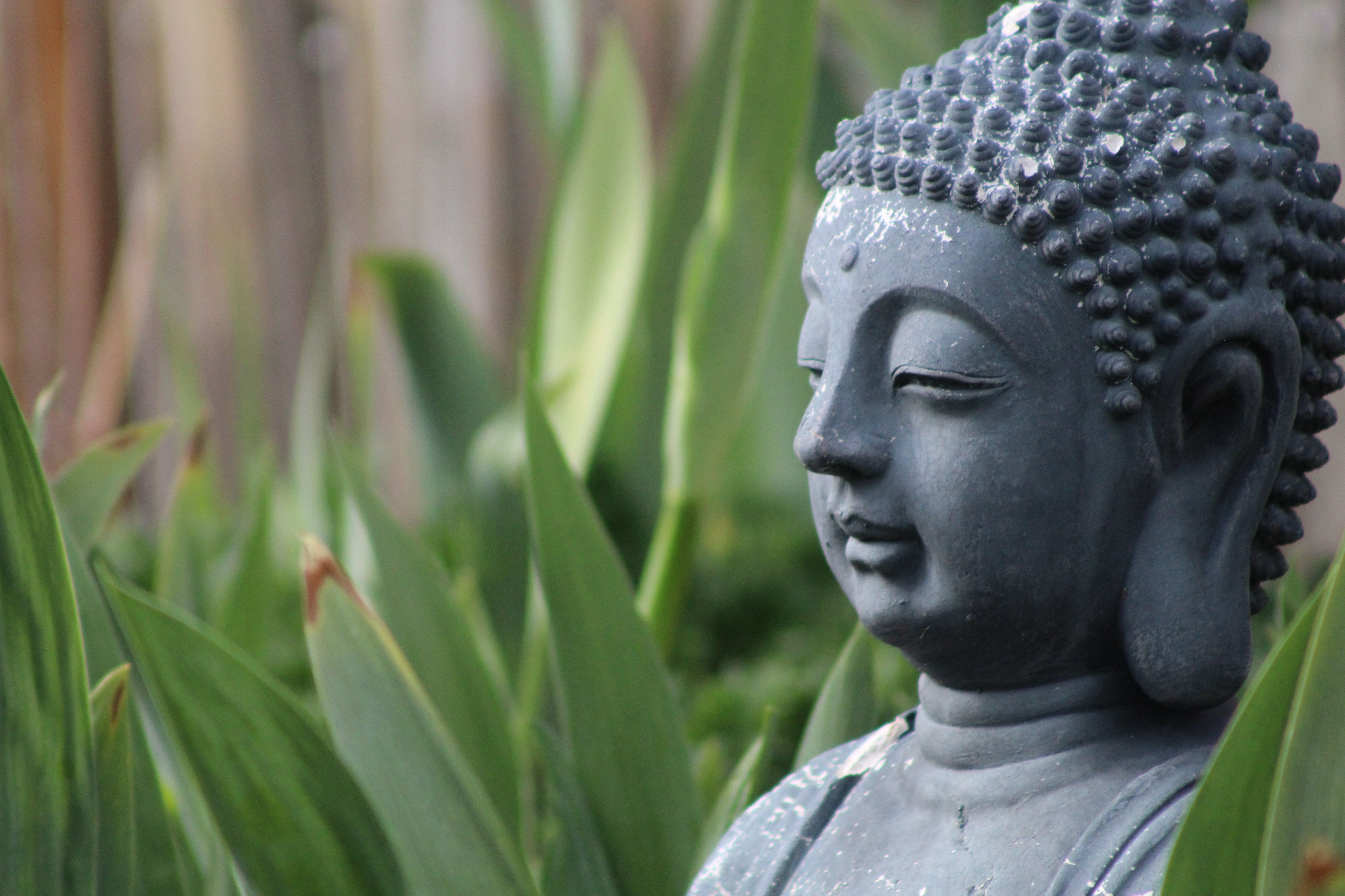 Buddha Statue among Leaves · Free Stock Photo