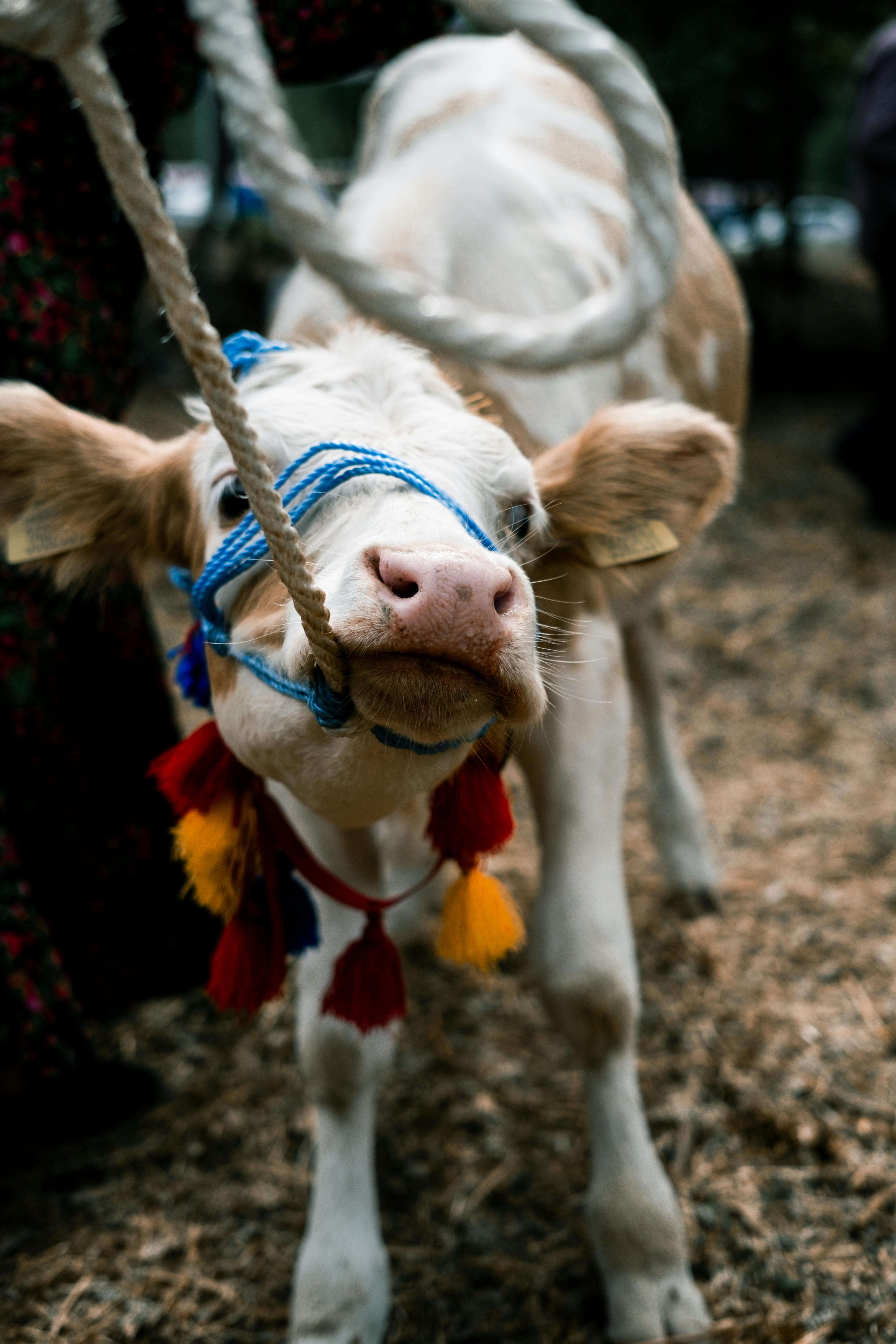 A cute cow adorned with colorful ribbons and rope, standing outdoors on a farm.