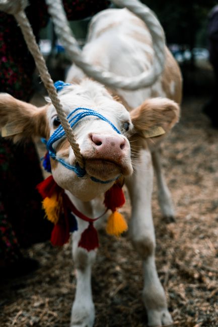 2026 Yılı Güncel Rehberi: Kurban İçin Vekalet Nasıl Verilir? Tüm Detaylar ve Dini Hükümler 2 A cute cow adorned with colorful ribbons and rope, standing outdoors on a farm.