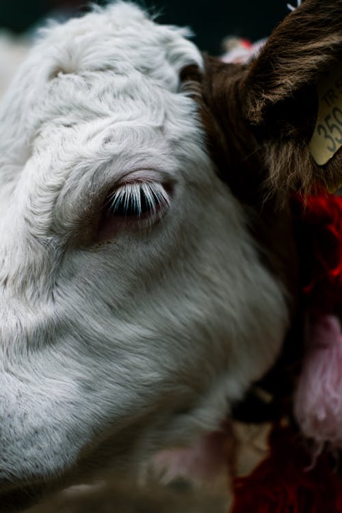 動物の写真, 垂直ショット, 牛の無料の写真素材