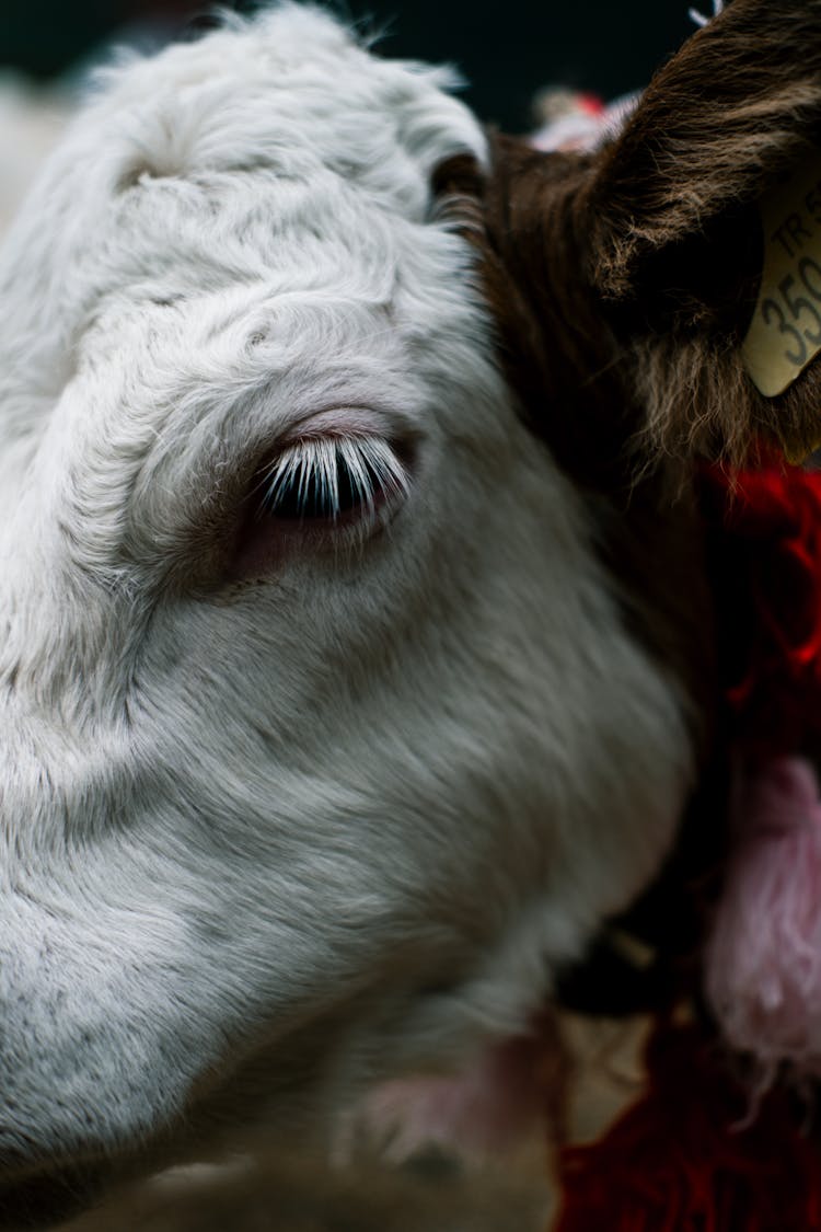 Close Up Of White Cow Head And Eye