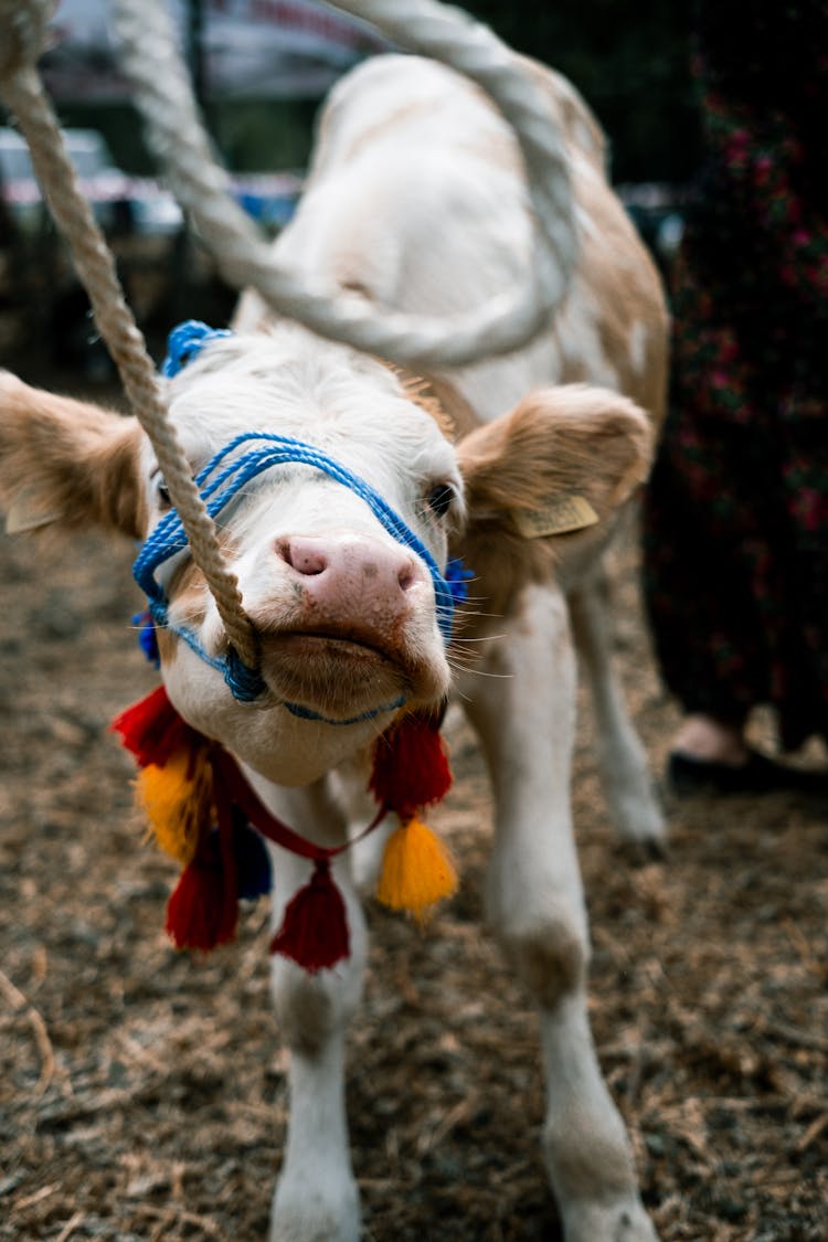 Cow Calf Biting Rope