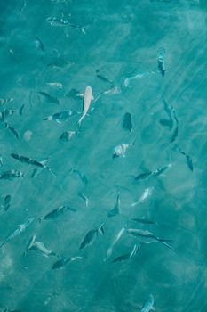 A tranquil underwater view of fish swimming in clear blue waters.