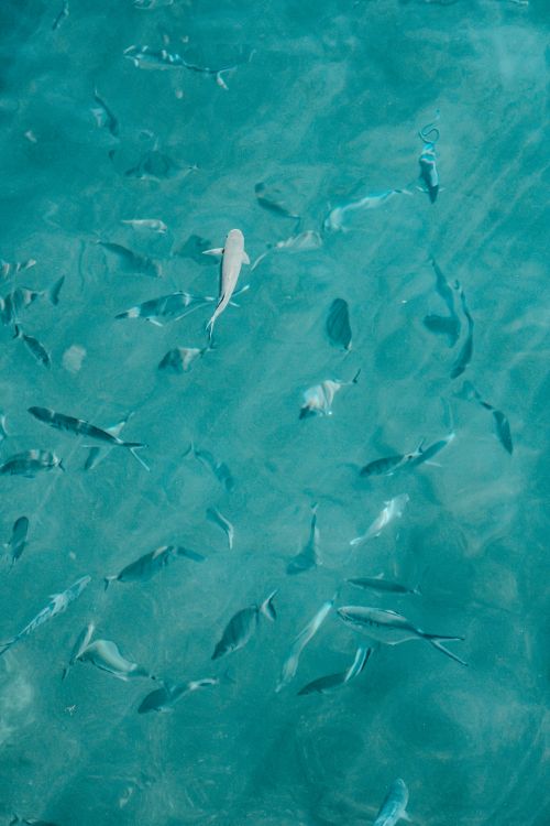 Free A tranquil underwater view of fish swimming in clear blue waters. Stock Photo