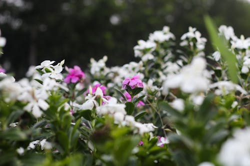 Immagine gratuita di fiore viola, fiori bellissimi, fiori bianchi