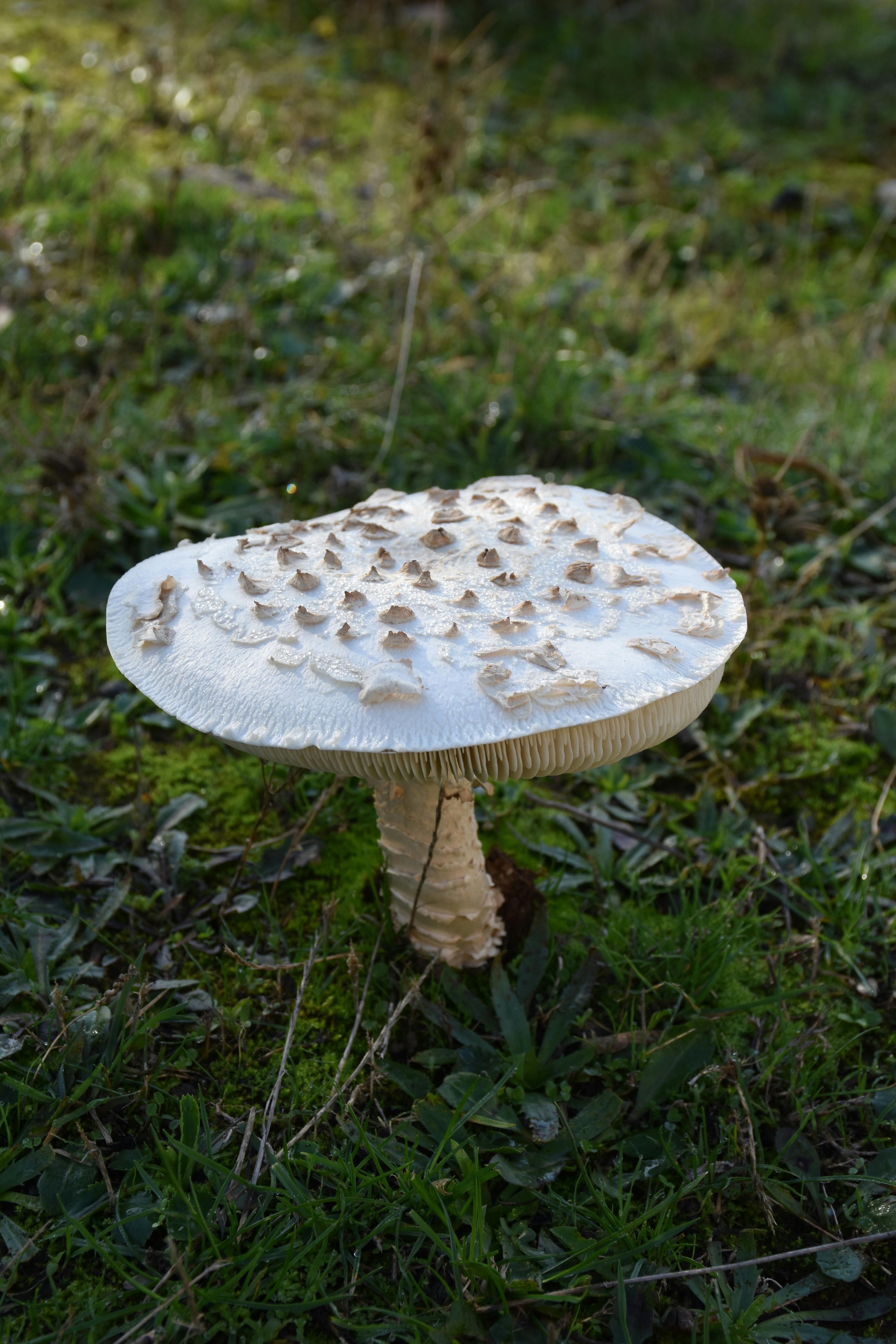 shaggy parasol mushroom