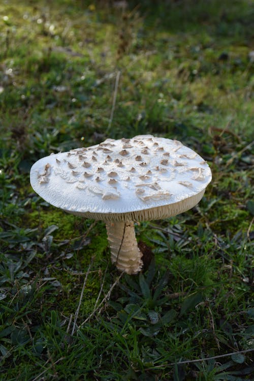 คลังภาพถ่ายฟรี ของ @กลางแจ้ง, macrolepiota procera, กลางแจ้ง