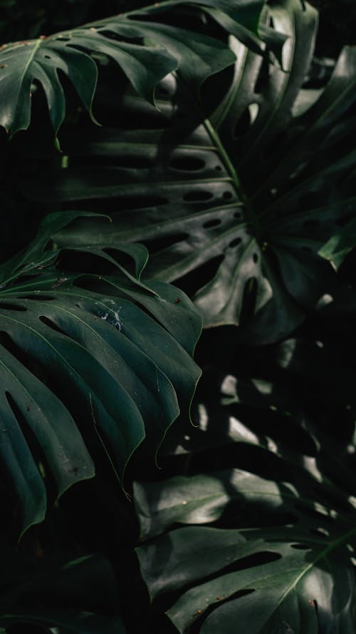 Close-up of Dark Green Monstera Leaves 
