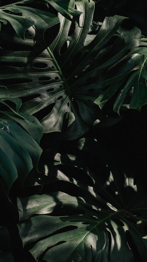 Close-up of Dark Green Monstera Leaves
