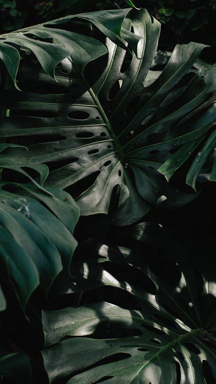 Tropical Leaves in Sunlight 