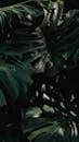 Close-up of Dark Green Monstera Leaves