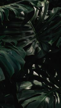 Close-up shot of dark green Monstera deliciosa leaves in lush foliage.