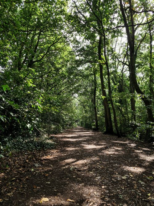 Free A peaceful footpath winds through a lush green forest in Ledbury, England. Stock Photo