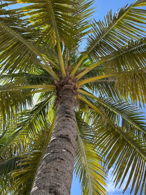 Low Angle Shot of a Palm Tree