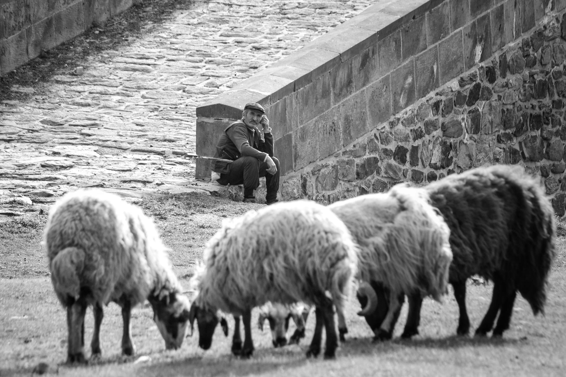 Shepherd Watching over Sheep Grazing Grass