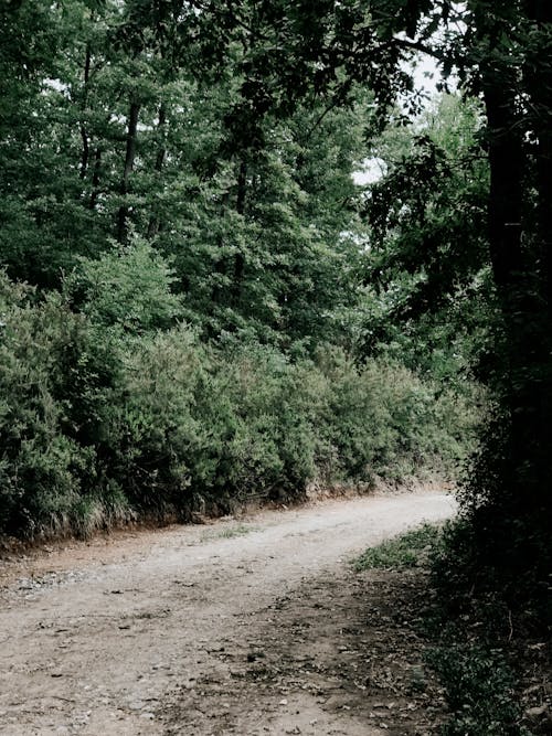 Trees around Dirt Road