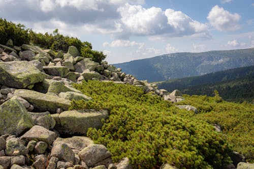 Rocks on a Hill by the Trees 