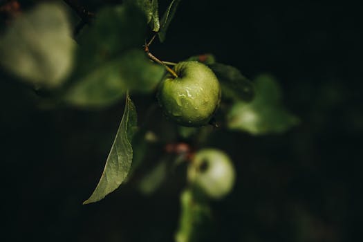 Detailed shot of fresh green apples with dew on a branch in a lush garden setting.