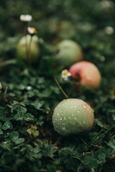 Fresh green apples with dew on the grass, showcasing nature's beauty and freshness.
