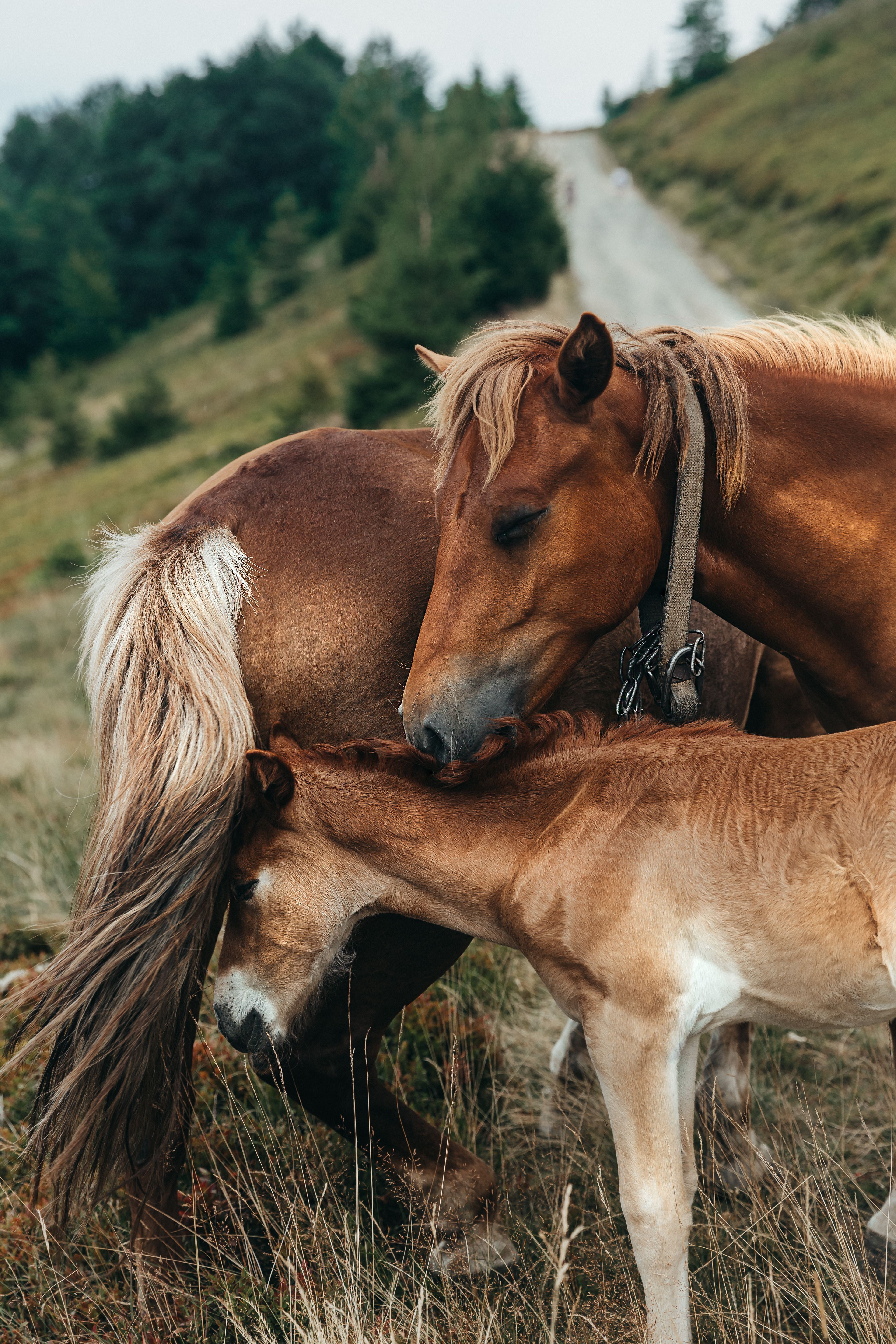 A mare gently nuzzles her foal in a peaceful mountain setting, showcasing equine beauty.