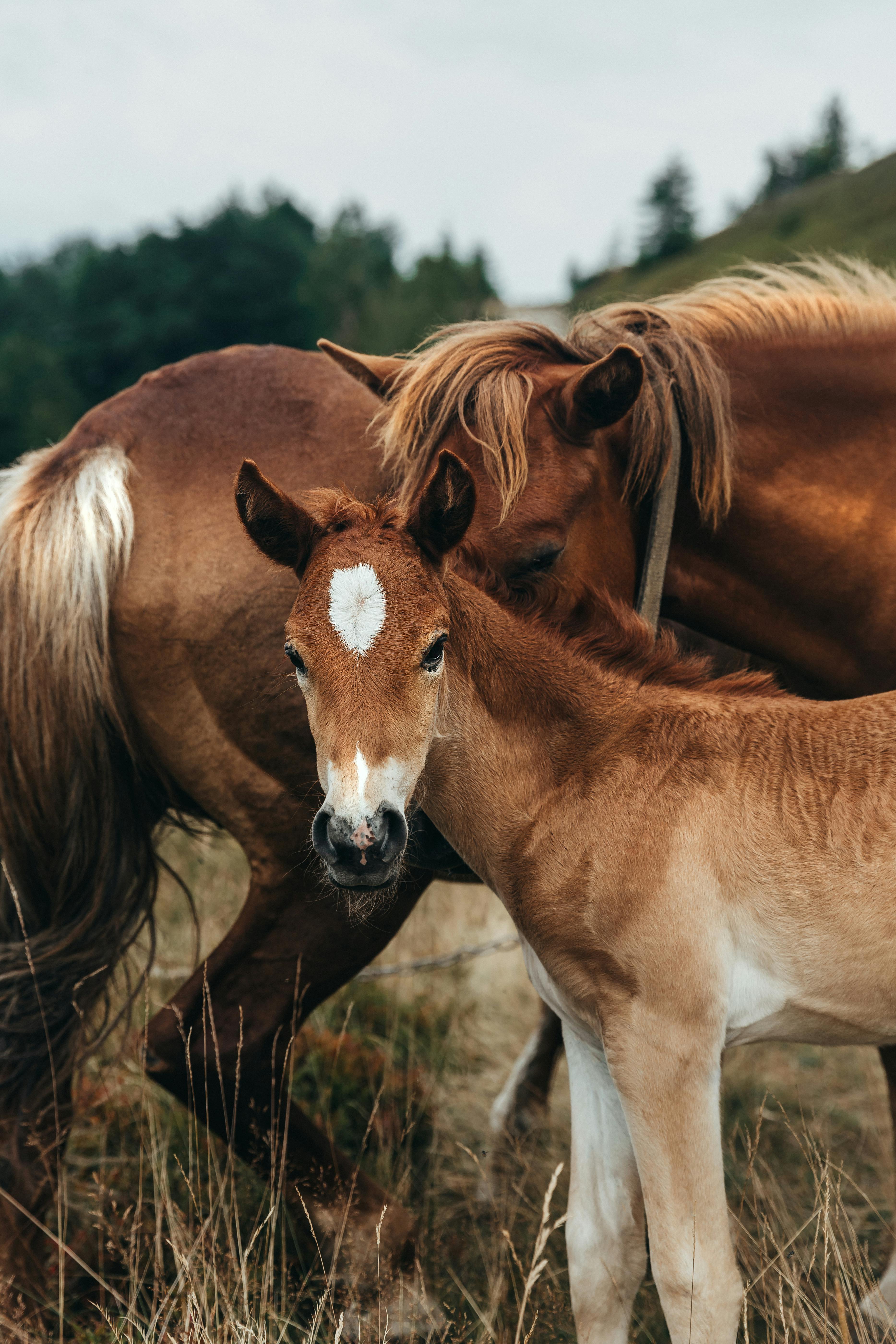 A cute foal nuzzling a mare in a serene rural pasture, captured outdoors.