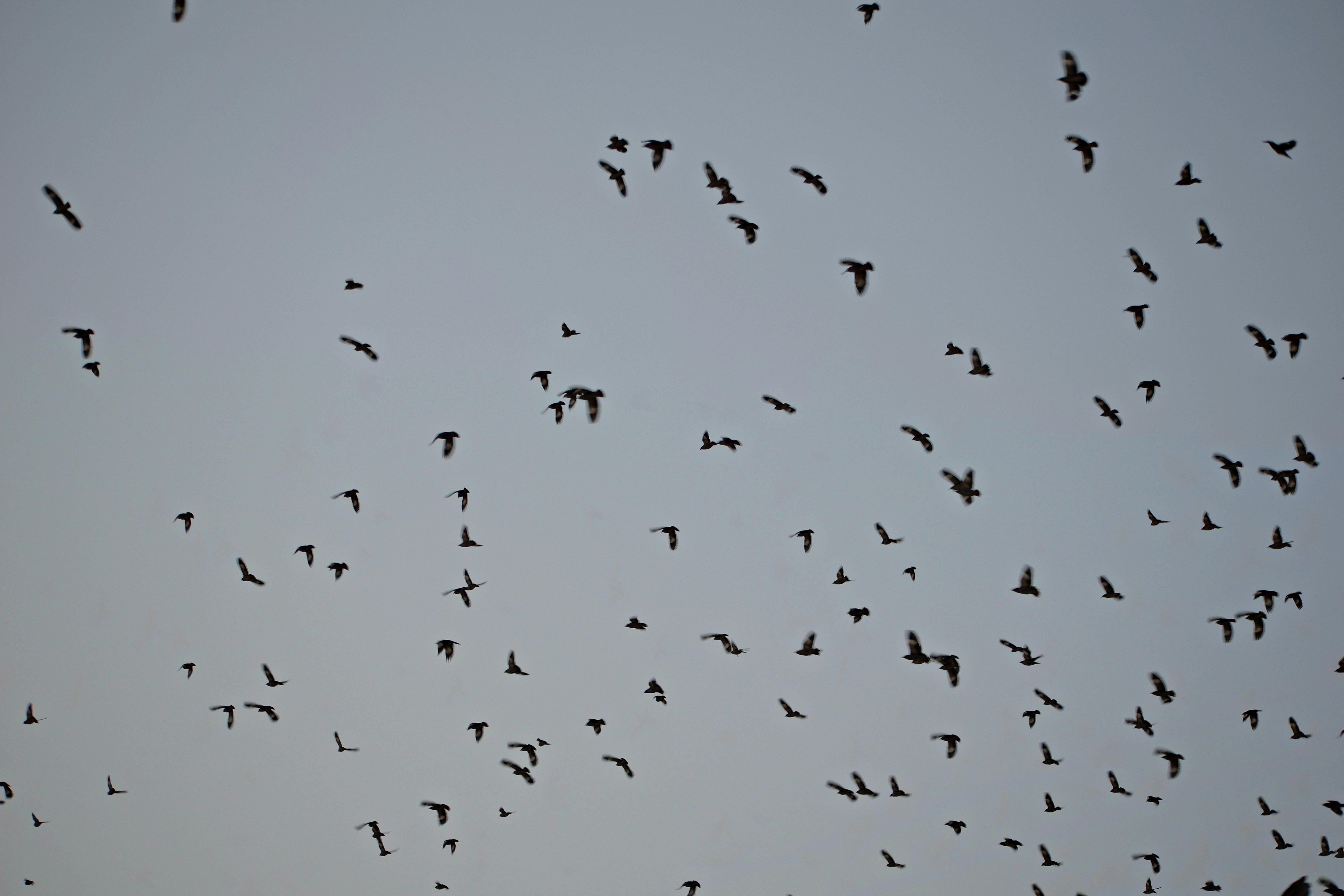 Free stock photo of birds, flock of birds, flying