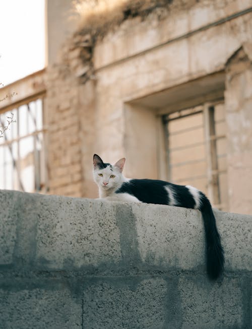 Cat Lying Down on Wall