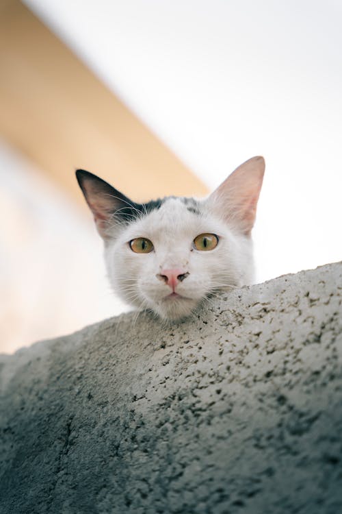 White Cat on a Wall