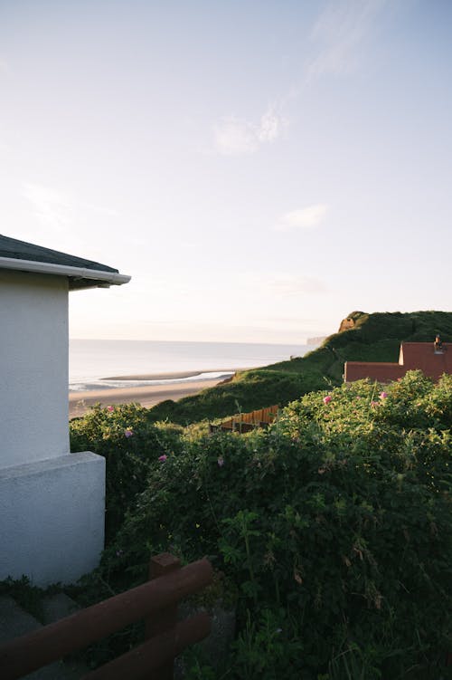 Shrubs by the Sea in Sunlight 