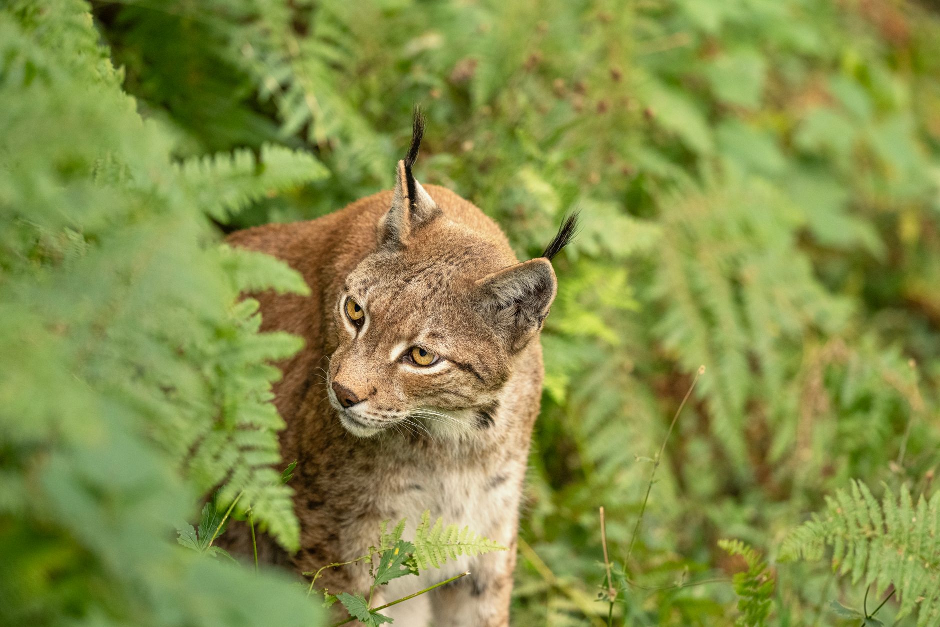 Der Luchs