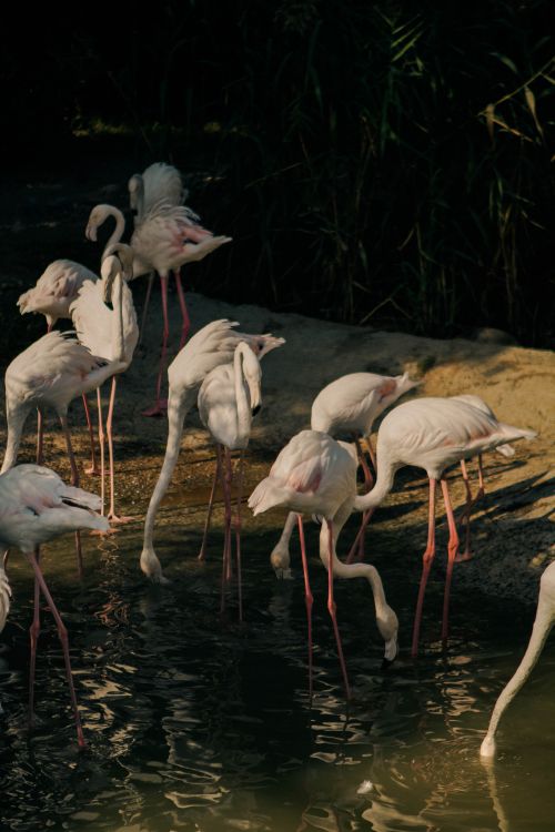 Free Flamingos gathering by a pond in the serene setting of Baku Zoo. Stock Photo