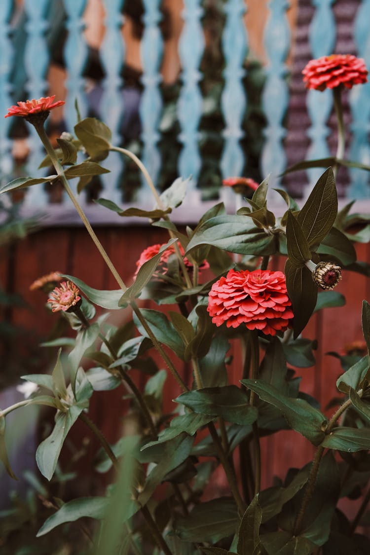 Common Zinnia Flowers In Garden