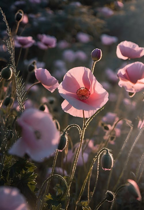 Pink Poppy Flowers on the Meadow