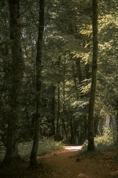 Free Sunlit forest path in Puglia, Italy enveloped by tall trees and lush foliage. Stock Photo