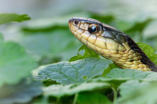 Snake Among Leaves 