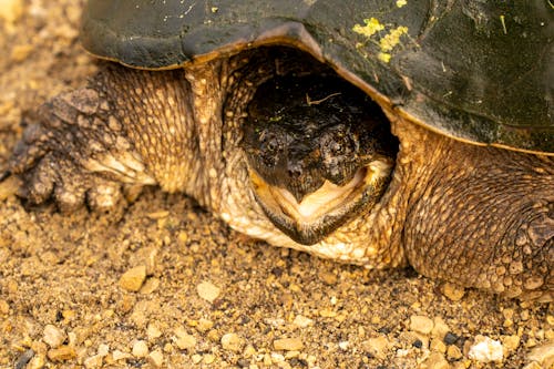 Immagine gratuita di animale, avvicinamento, comune tartaruga azzannatrice