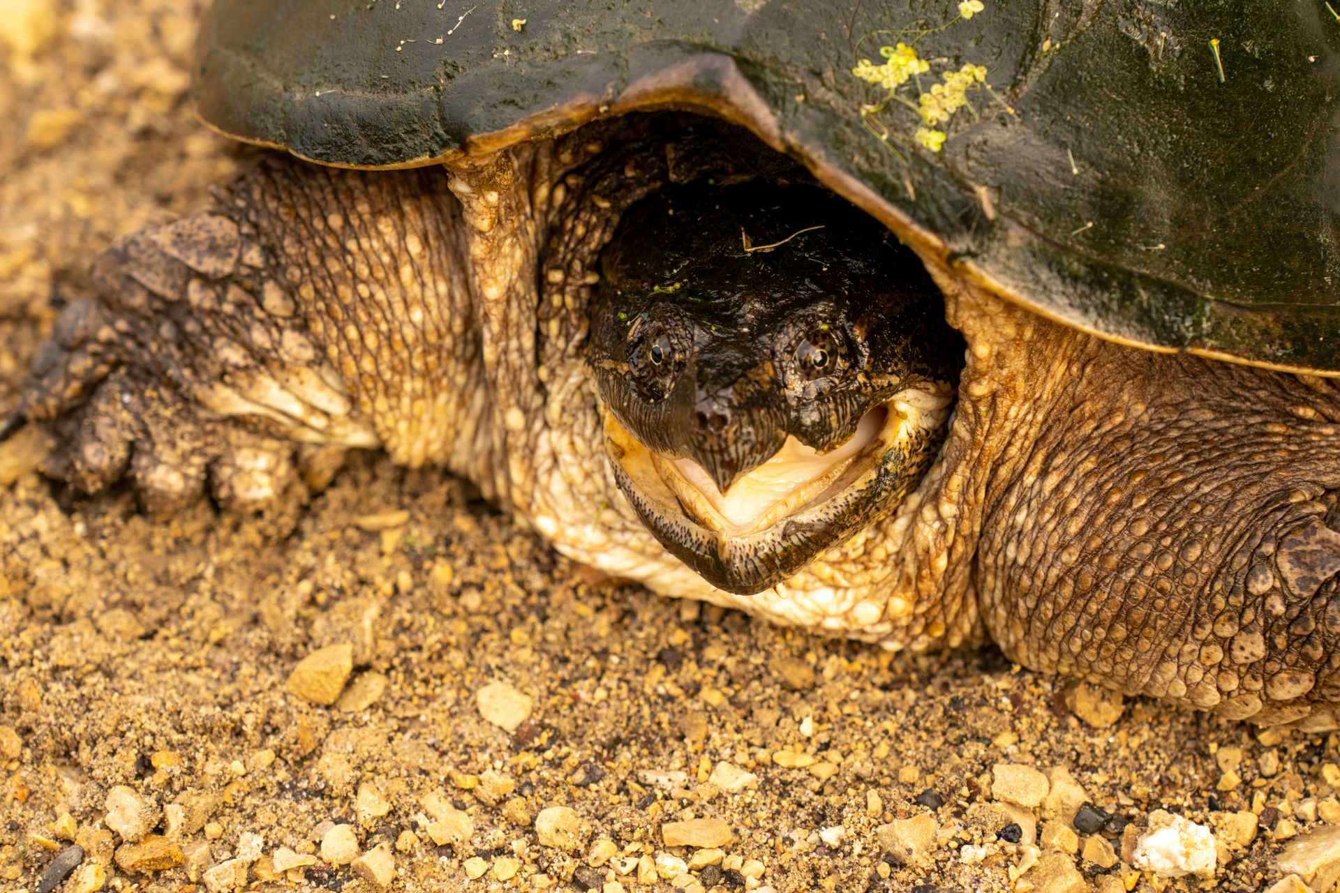 Detailed close-up of a common snapping turtle in Trevino's natural habitat.