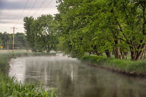 Photos gratuites de arbres, brouillard, brume