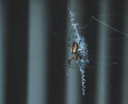 Бесплатное стоковое фото с argiope aurantia, желтый садовый паук, интернет