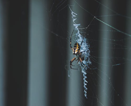 Základová fotografie zdarma na téma argiope aurantia, fotografie divoké přírody, fotografování zvířat