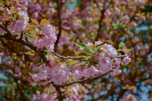 A Cherry Blossom Branch 