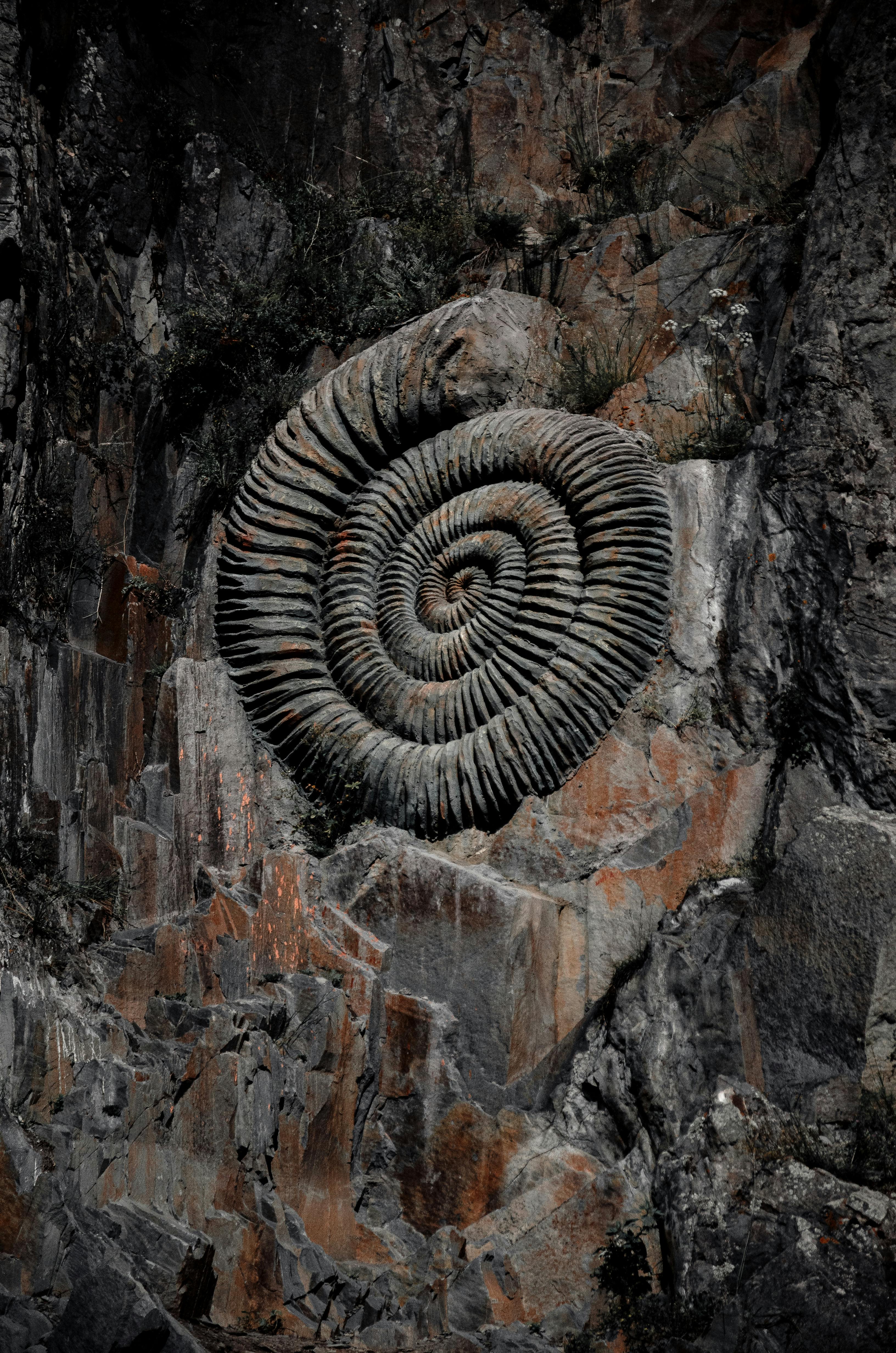 Close-up of an ancient ammonite fossil in rugged rock, highlighting natural spiral patterns.