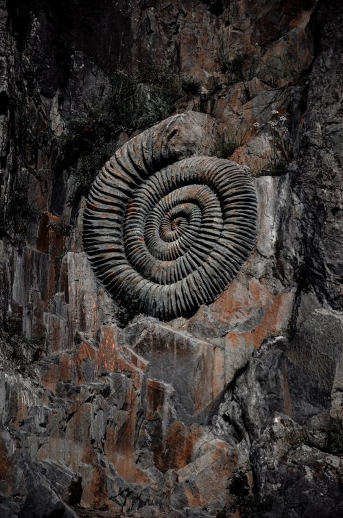 Free Close-up of an ancient ammonite fossil in rugged rock, highlighting natural spiral patterns. Stock Photo