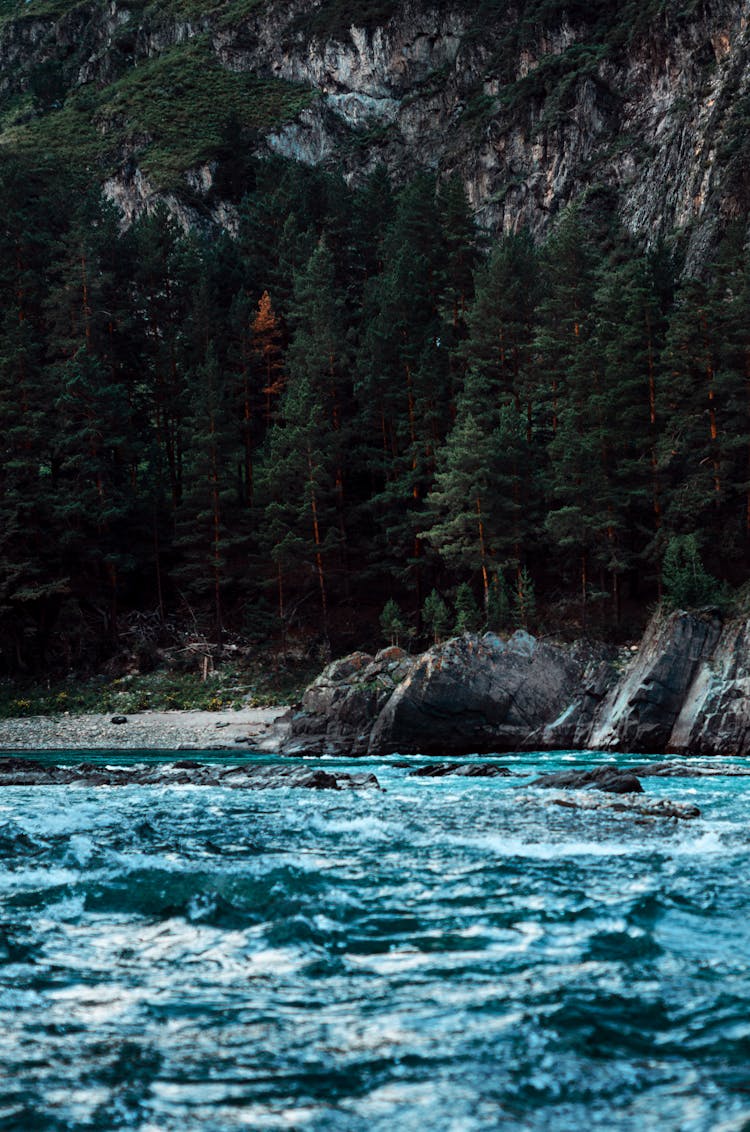 Rapid Mountain River And Trees 