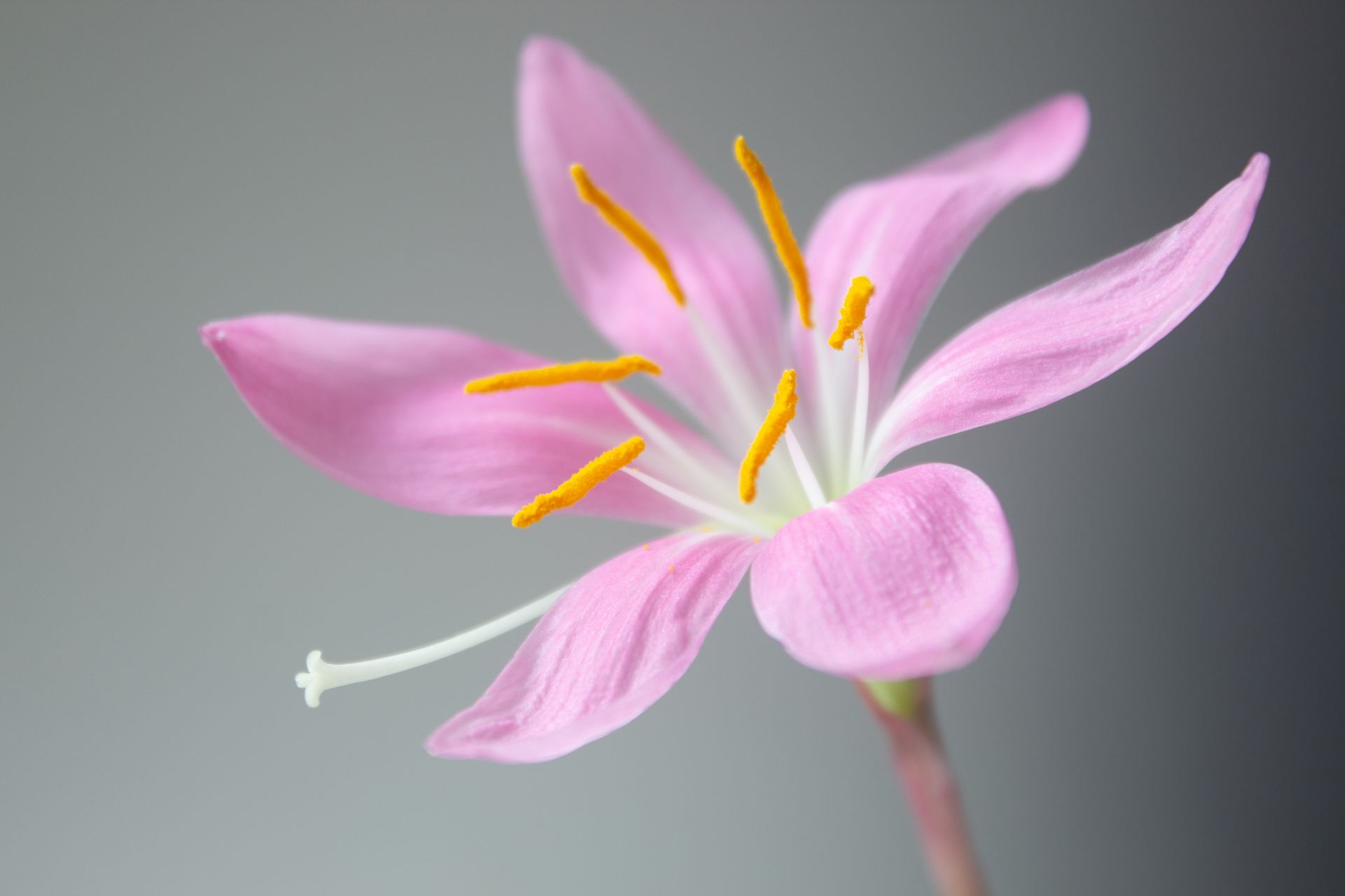 Delicate pink rain lily flower with lilac petals on a gray background.
