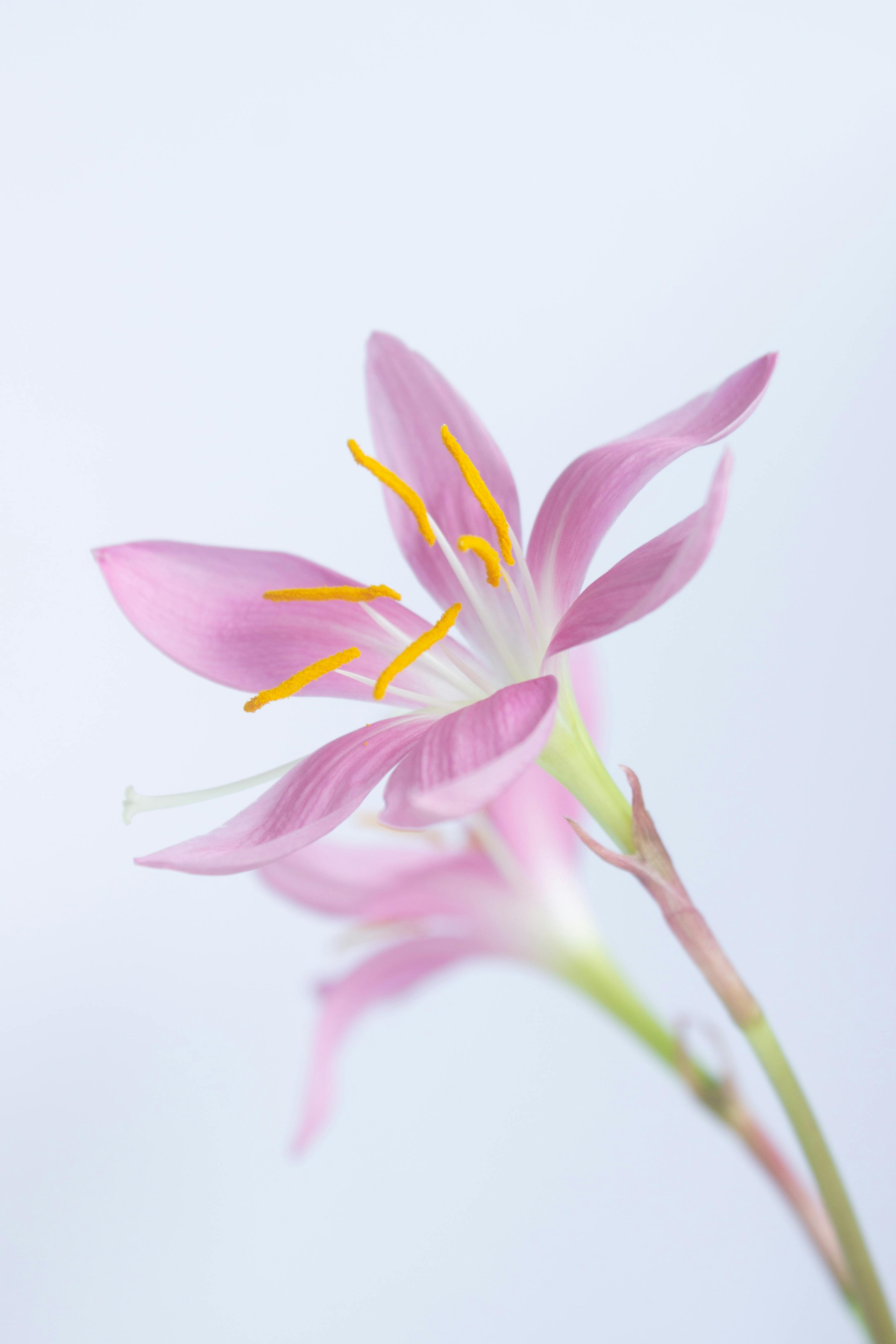 Close-up of a vibrant pink lily with yellow stamens on a light background.