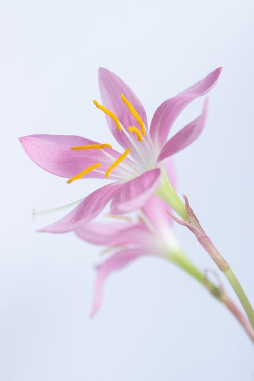 Free A close-up of a delicate pink lily, showcasing its vibrant yellow stamens against a soft white background. Stock Photo