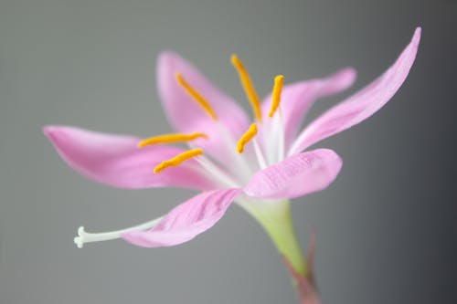 Lily Flower on Gray Background