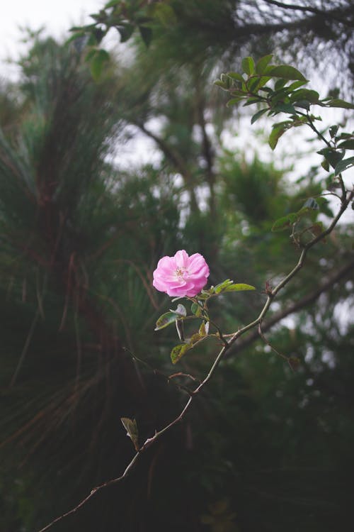 Close-up of a Pink Rose on a Branch 