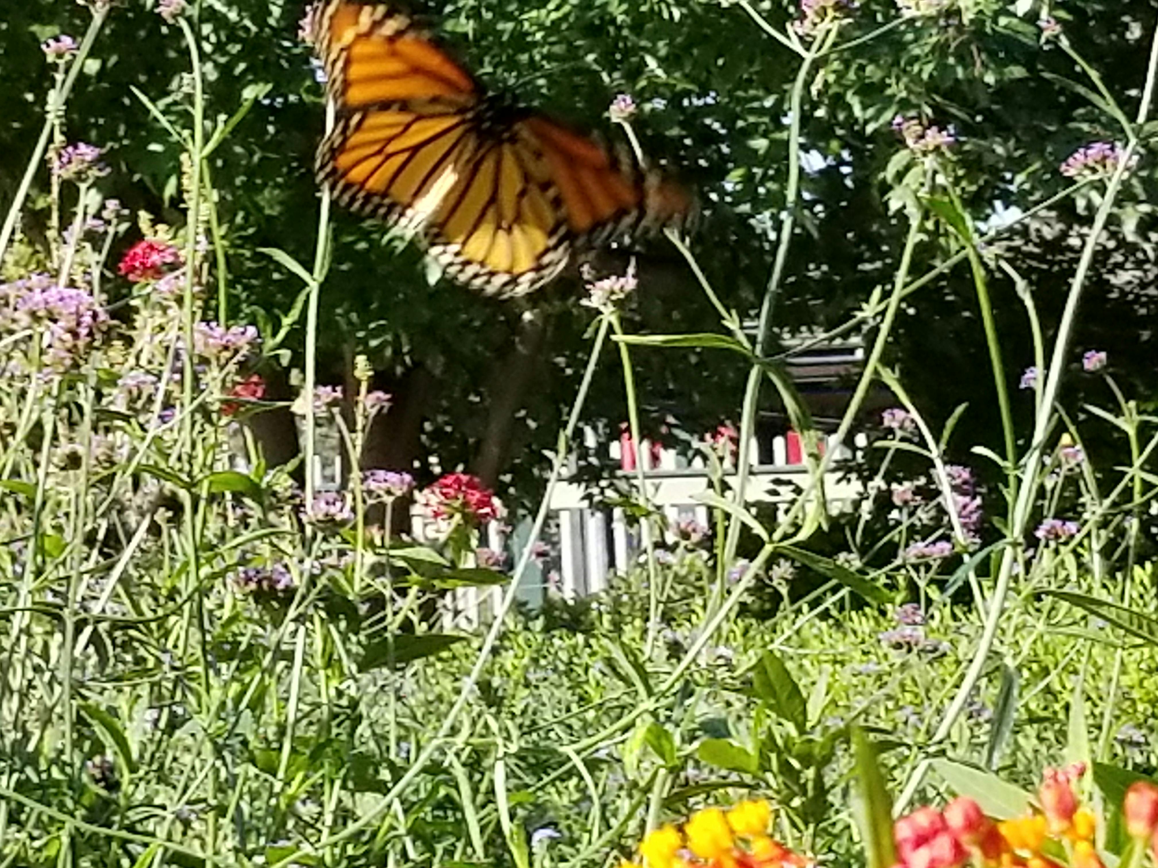 Free stock photo of butterfly, flower, garden